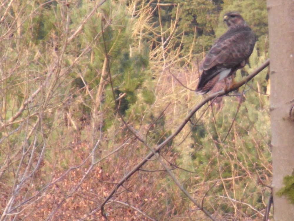 Photograph of Savernake