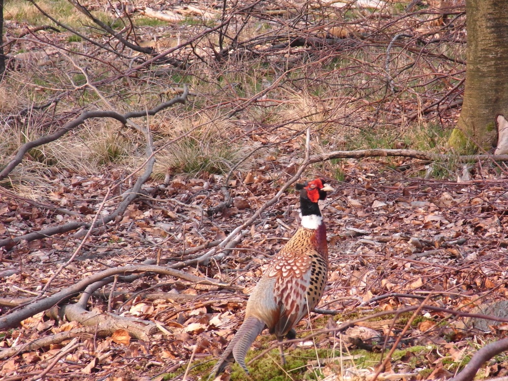 Photograph of Pheasant