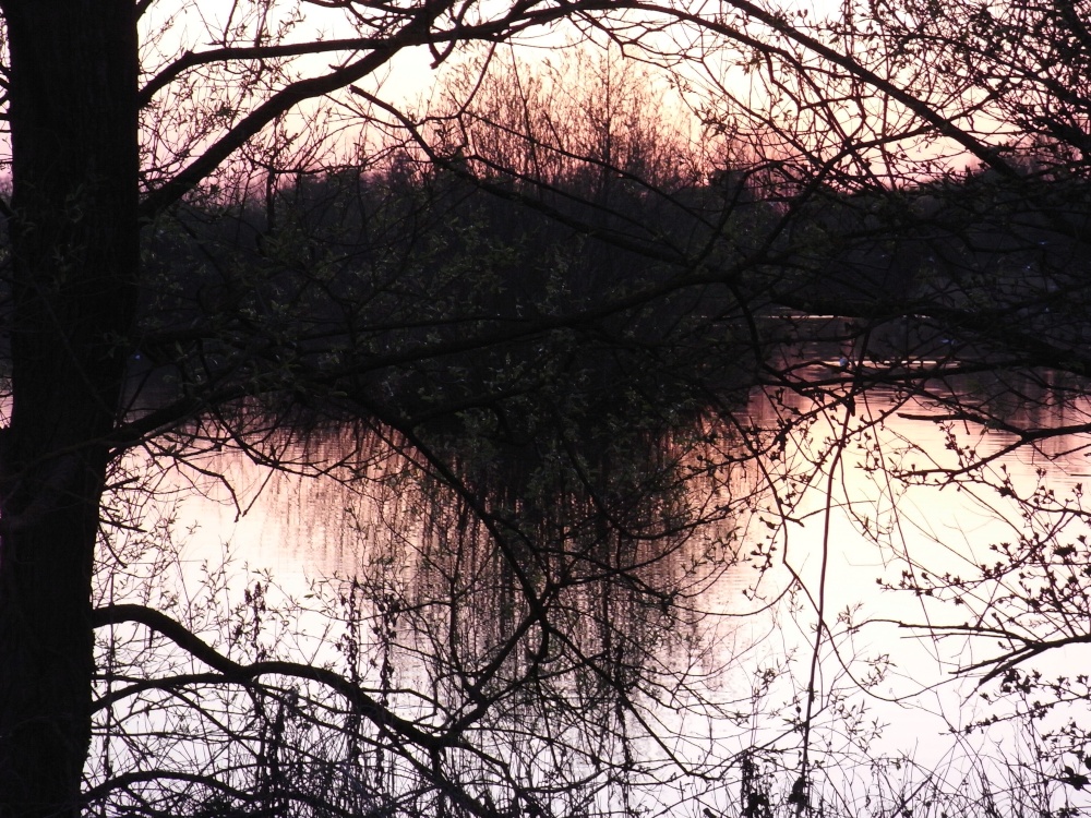Photograph of Reflected reeds