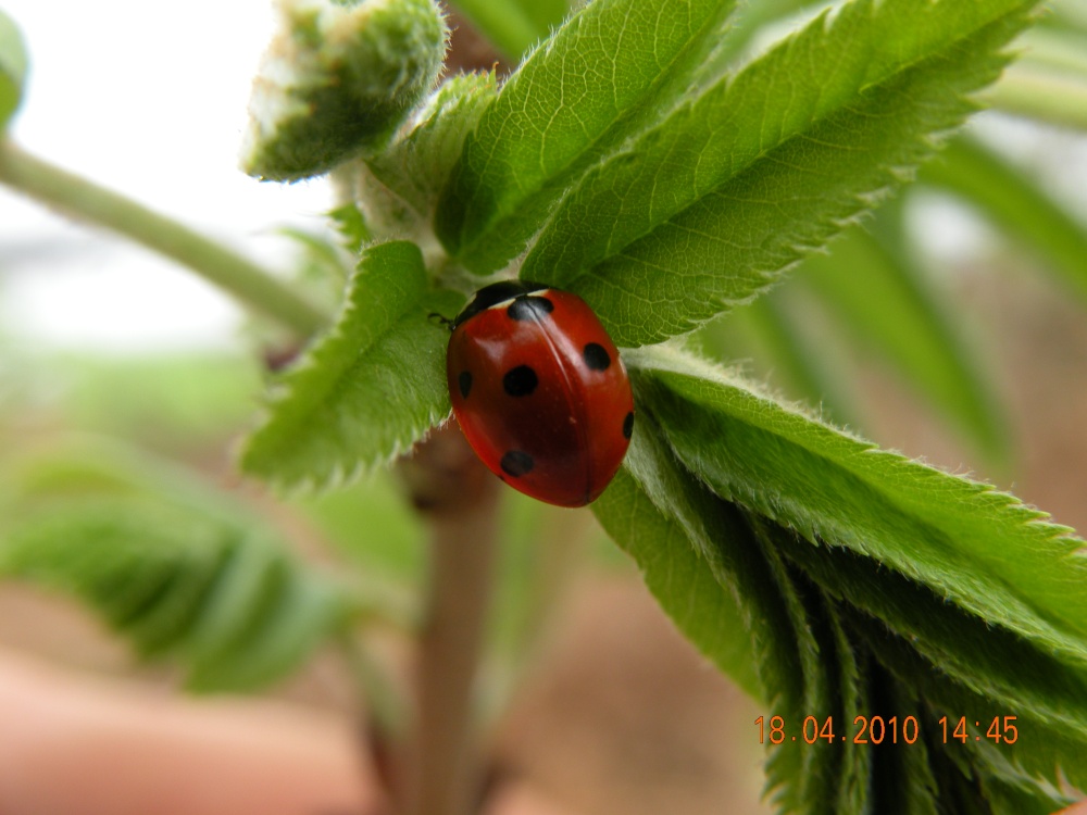 Photograph of Ladybird