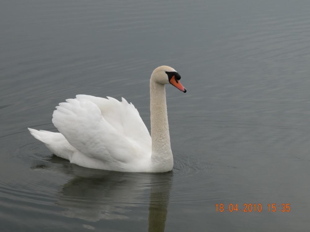 Photograph of Swan