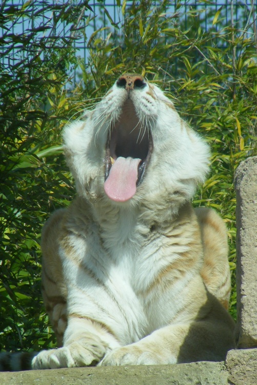 A Diamond Yawn
