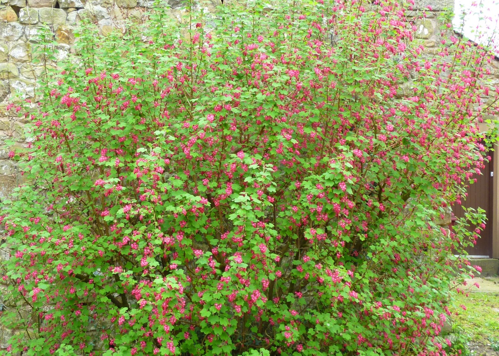 Flowering Currant