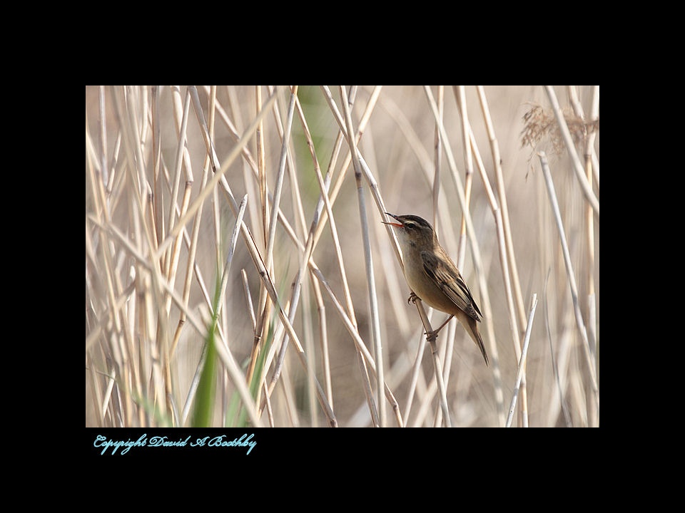 Reed Warbler seen in the reeds near the Humber Bridge photo by David A Boothby