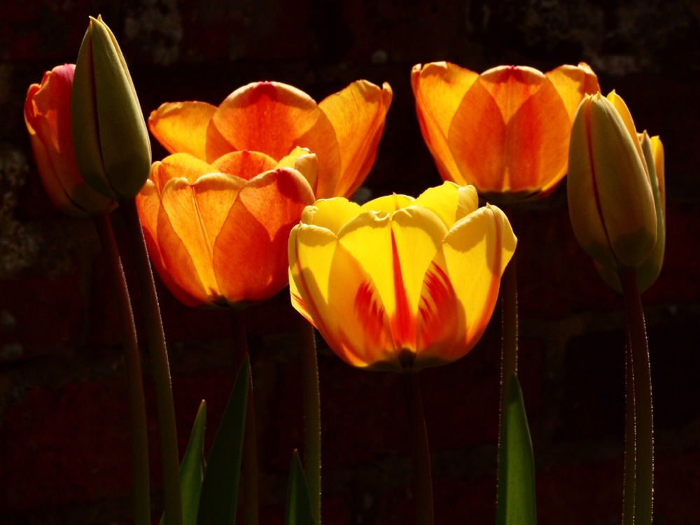 Tulips in the churchyard of St Mary the Virgin, Mursley, Bucks.