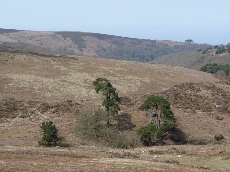 Quantock Hills