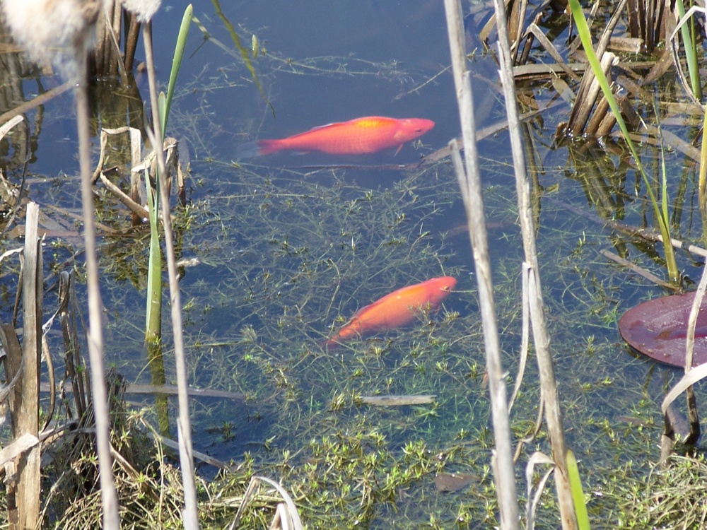 I am sure it's this way