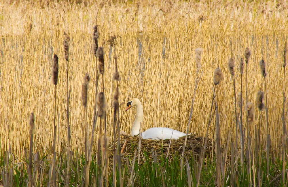 Mute swan at Sprotbrough, South Yorks