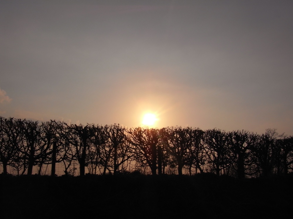Photograph of Sunset over the hedgerow