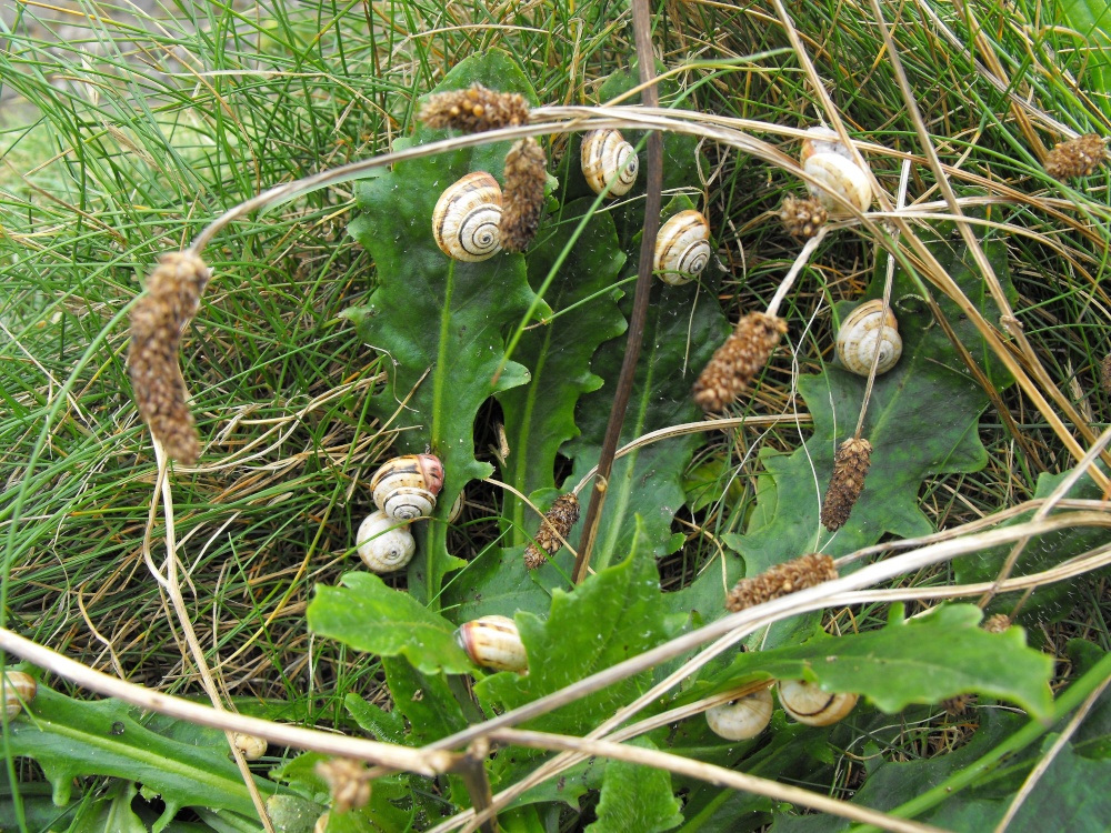 Bude snails