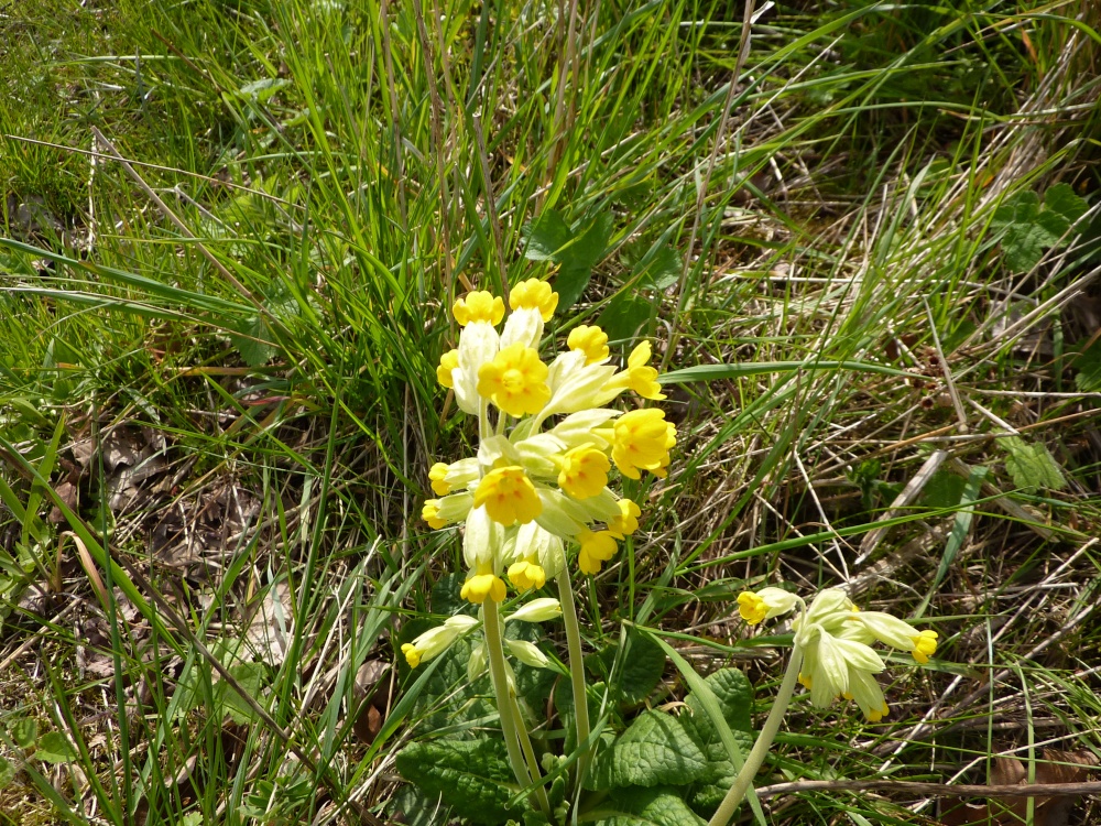 Photograph of Cowslips growing in a field
