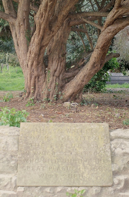 The Yew Plague Tree