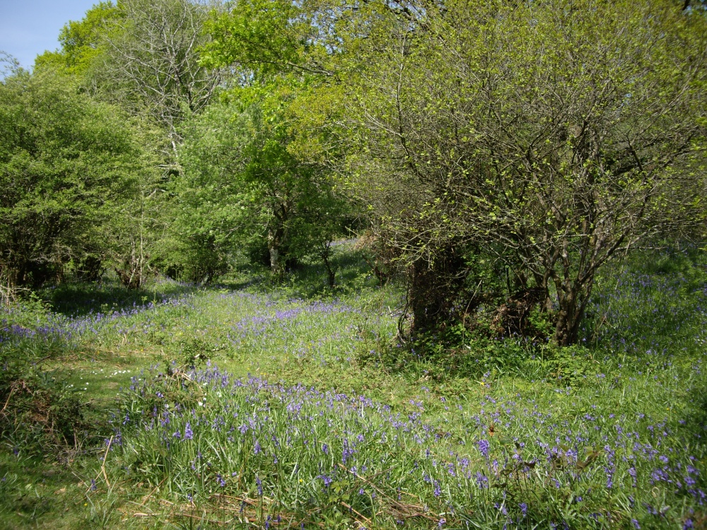 Bluebells at Spitchwick.