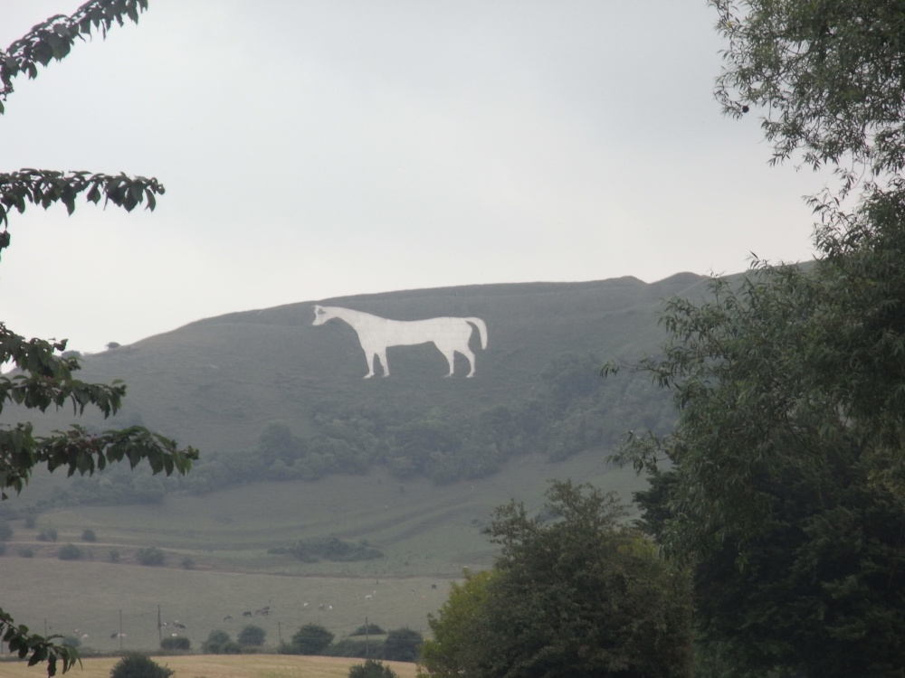 Photograph of White horse