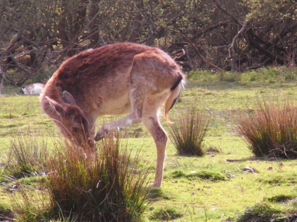 Female Fallow having a scratch