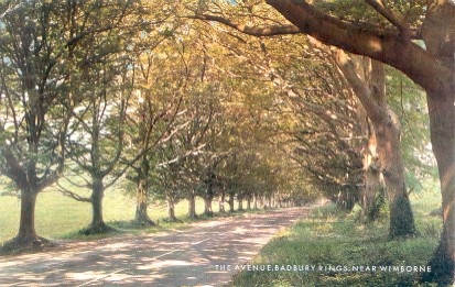 The Avenue, Badbury Rings, Near Wimborne Dorset, Postcard photo by cathyml