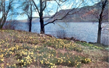Wordsworth's Daffodils at Ullswater (Askham, Cumbria) in the Lake District