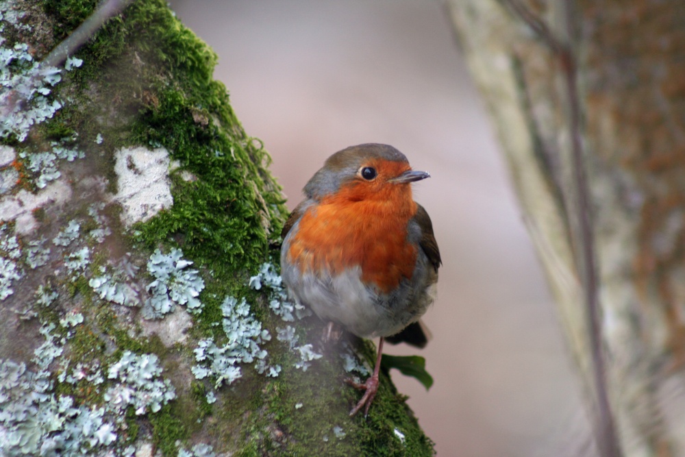 Photograph of Robin at Stover Park