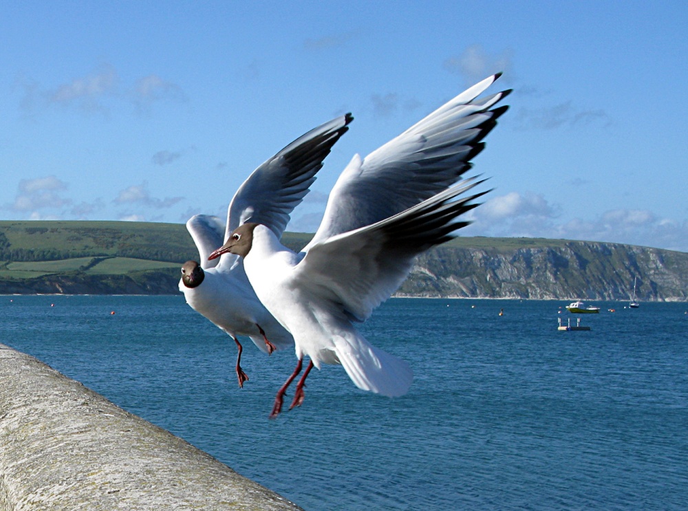 Photograph of Seagulls in discussion