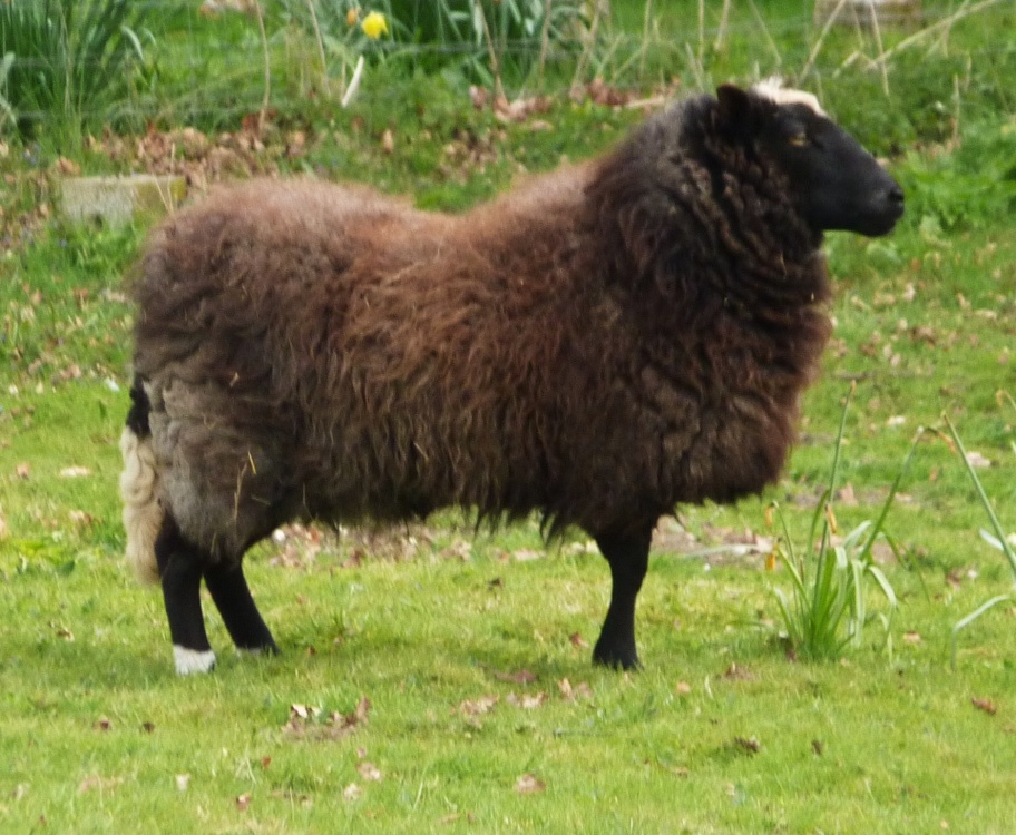 Photograph of One of the sheep