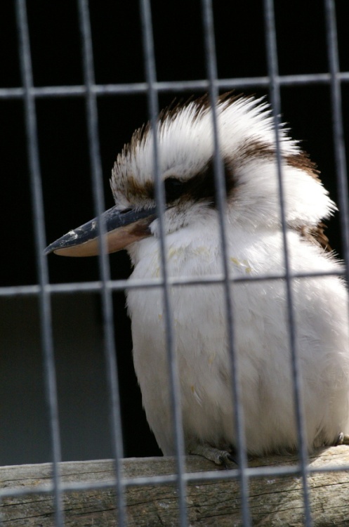 Didnt know he was a bird of prey.