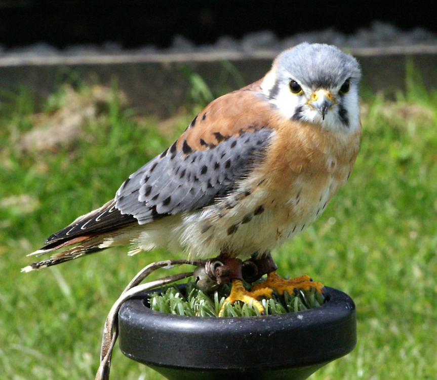 A small woodland hawk.
