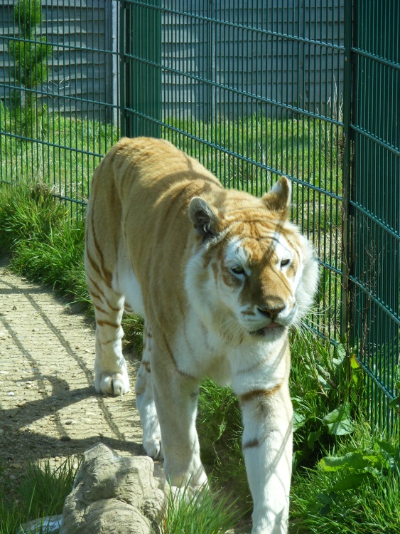 Diamond on the prowl.