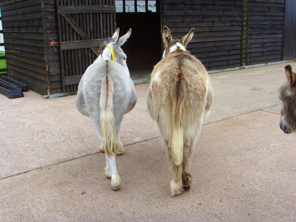 A tale of two donkeys