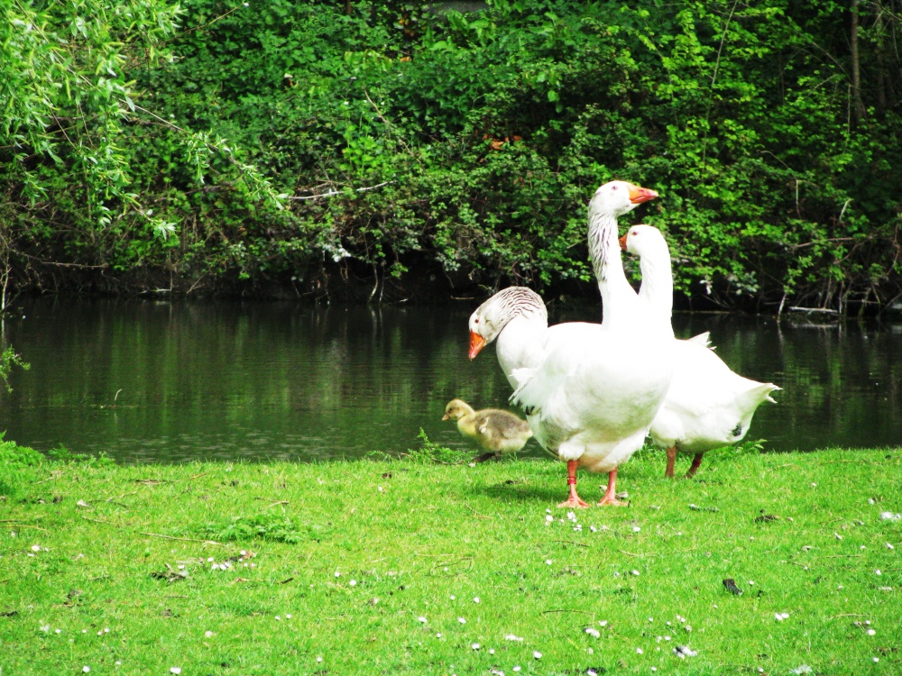 A Pond near the Church
