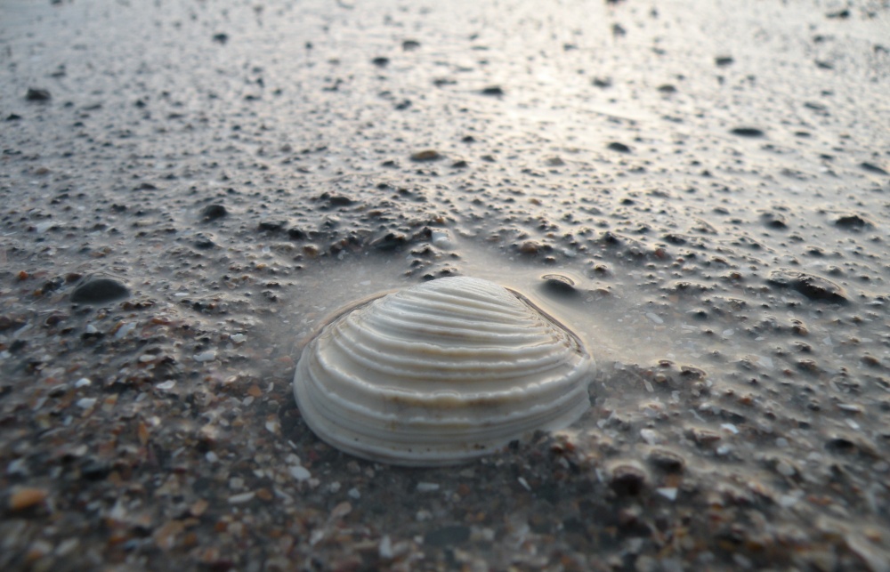 Sea Shell