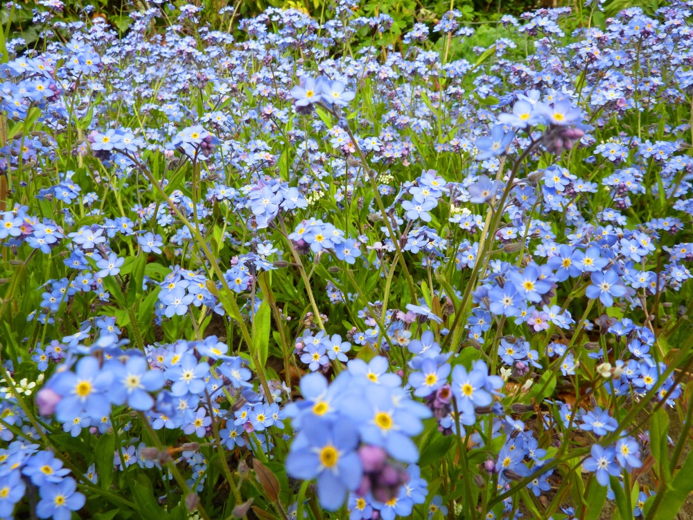 Photograph of Forget-me-not