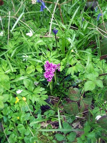 Early Orchid