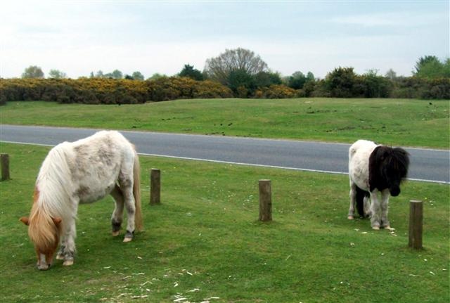 Photograph of New  Forest  ponies