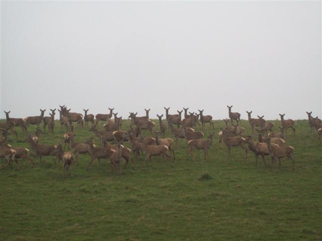 Photograph of Deer
