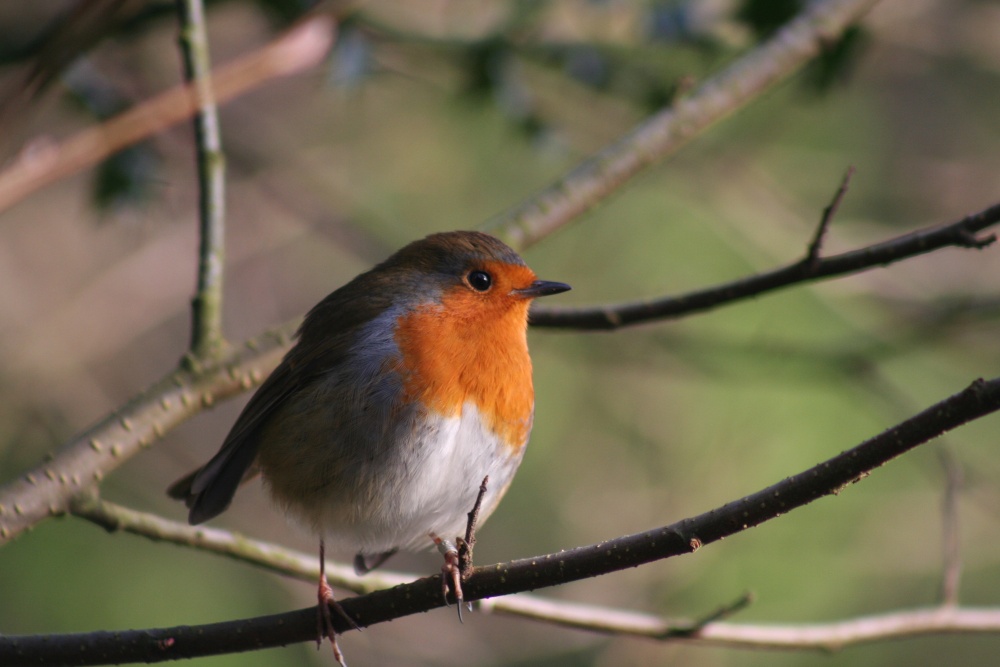 Photograph of Stover