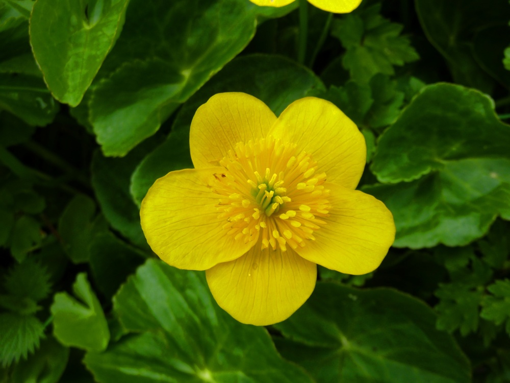 Marsh Marigold