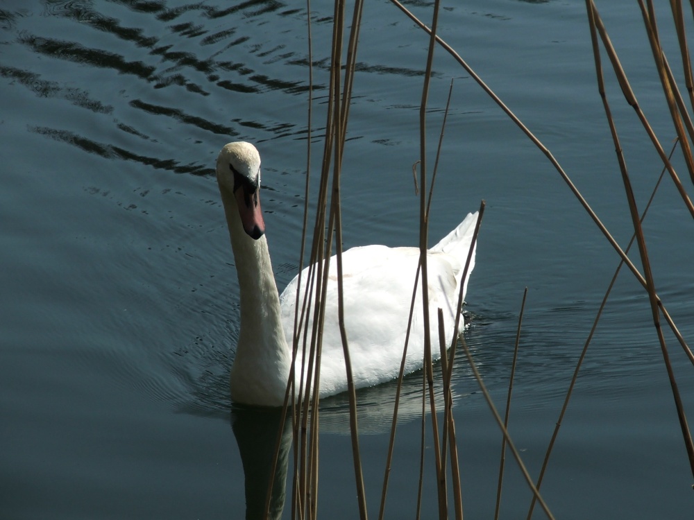 The Swan photo by Graham John Willetts
