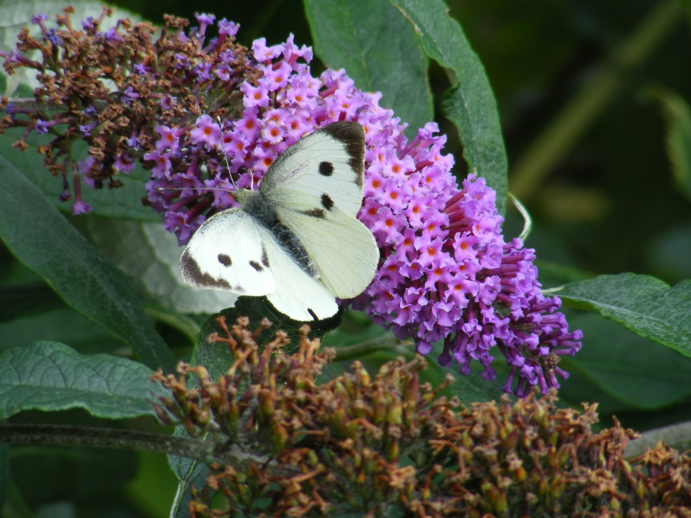 Afternoon tea in Clovelly