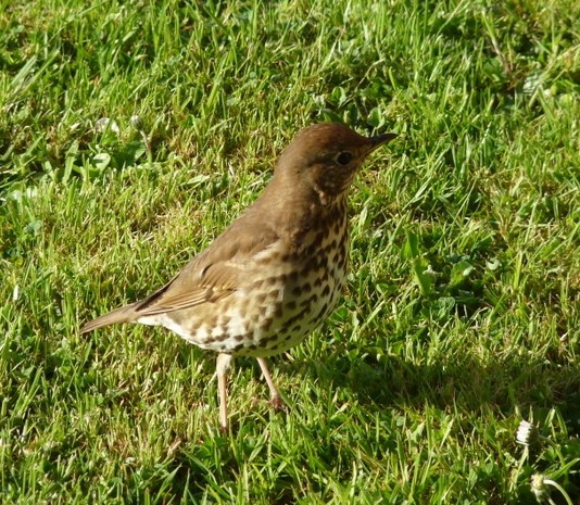 Thrush