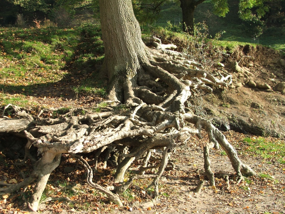 Rooted and grounded