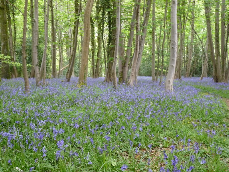 Bluebells