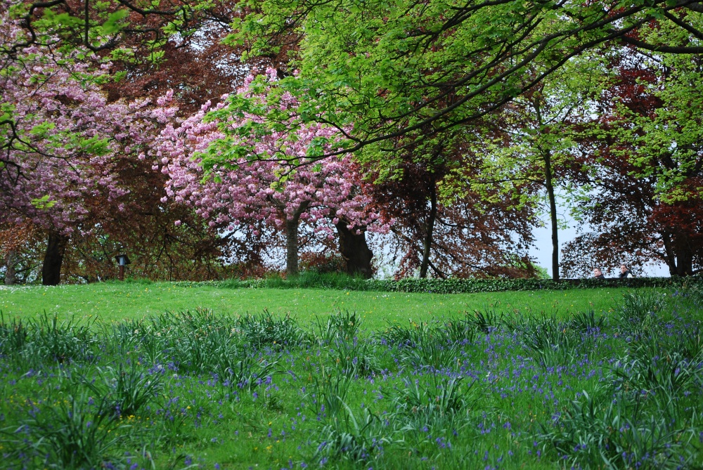 Bluebells and blossom