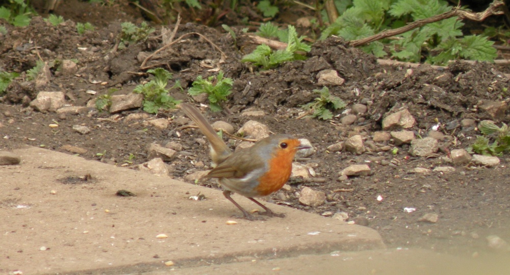 RSPB Fairburn Ings
