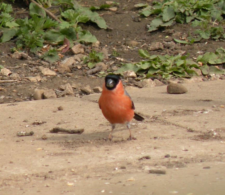 RSPB Fairburn Ings
