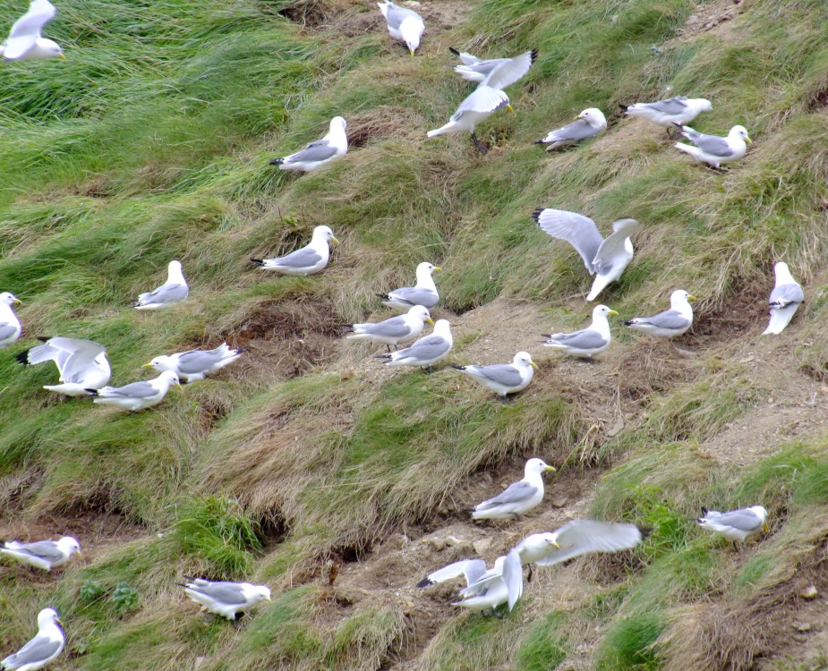 Gulls nesting below Scarborough Castle 4