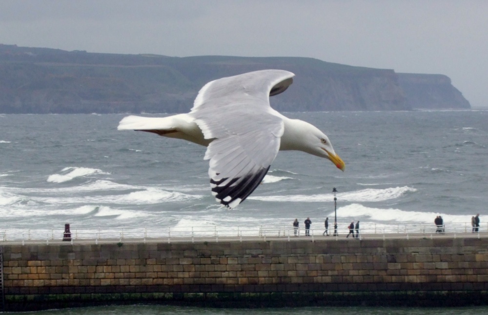 Flying over Whitby Harbour 1