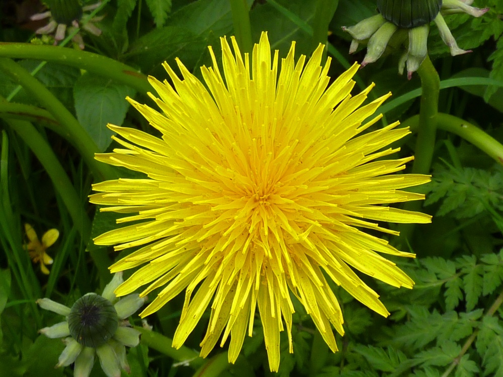 Dandelions