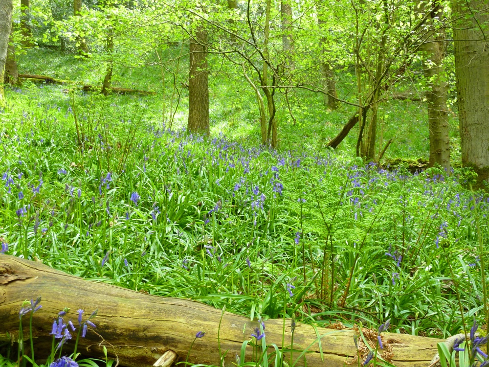 Bluebells