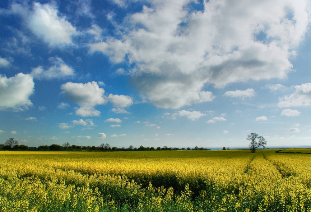 Oil Seed Rape near Clifton, South Yorkshire