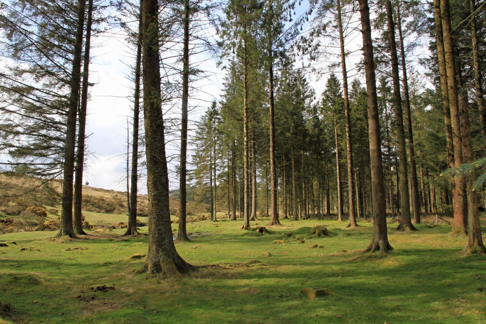 Photograph of Dartmoor